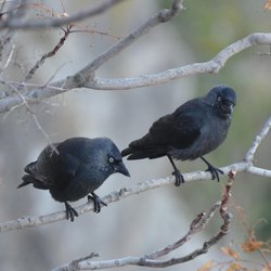 Jackdaw