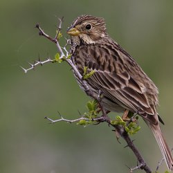 Corn Bunting