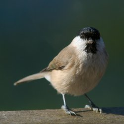 Marsh Tit