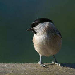 Marsh Tit