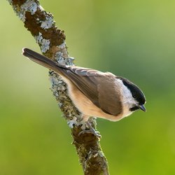 Marsh Tit