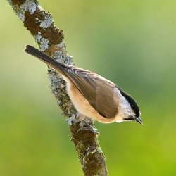 Marsh Tit