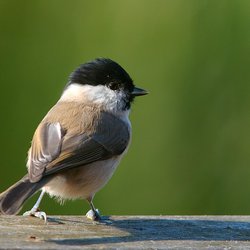 Marsh Tit