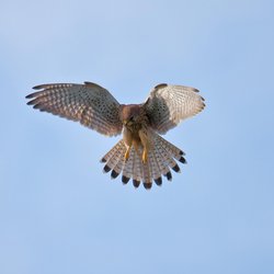 Kestrel