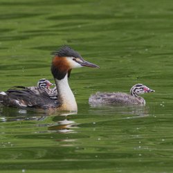 Great Crested Grebe