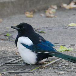 Magpie