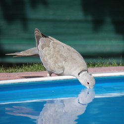 Collared-dove