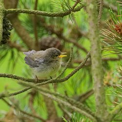 Chiffchaff