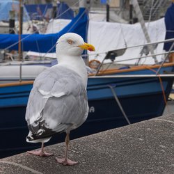 Herring Gull