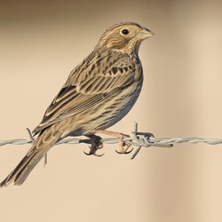Corn Bunting
