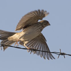 Corn Bunting