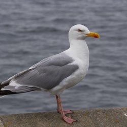 Herring Gull