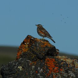 Redwing