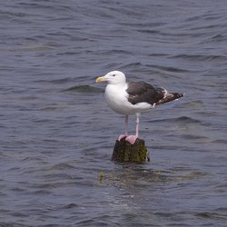 Great Black-backed Gull