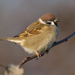 Tree Sparrow