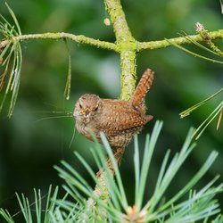 Northern Wren