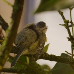 Blue Tit