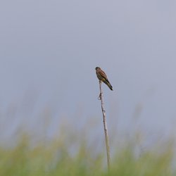 Kestrel