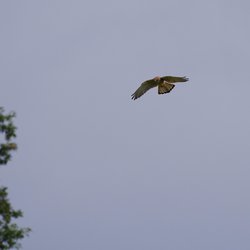 Kestrel