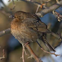 Blackbird