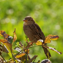 House Sparrow
