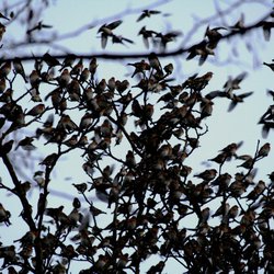 Brambling