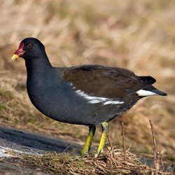 Moorhen