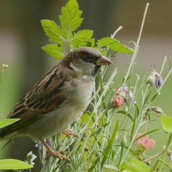 House Sparrow