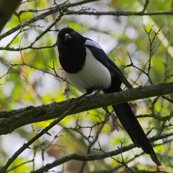 Magpie