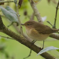 Chiffchaff