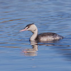 Great Crested Grebe