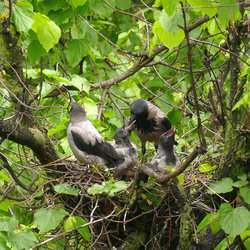 Hooded crow