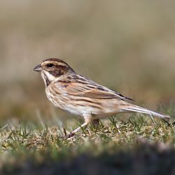 Reed Bunting