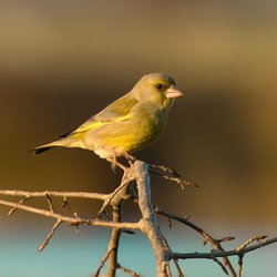 Greenfinch