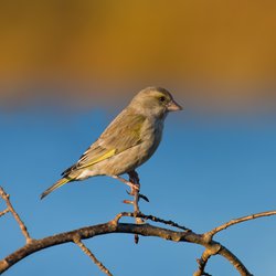 Greenfinch