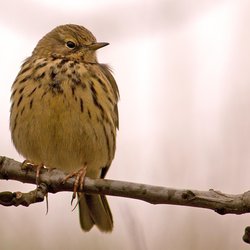 Meadow Pipit