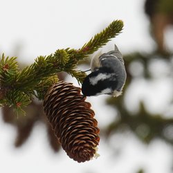 Coal Tit