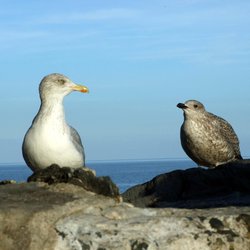 Herring Gull