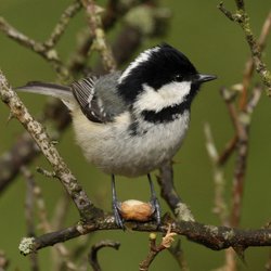 Coal Tit