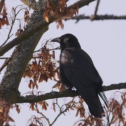 Carrion Crow