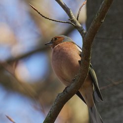 Chaffinch