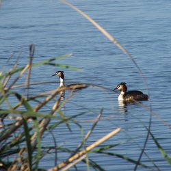 Great Crested Grebe