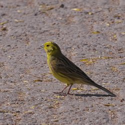 Yellowhammer