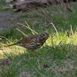 Song Thrush