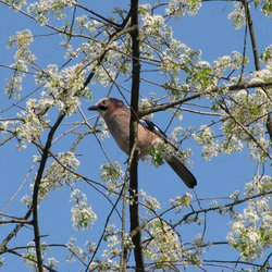 Eurasian Jay