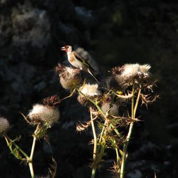 Goldfinch