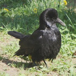 Carrion Crow