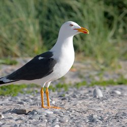 Lesser Black-backed Gull