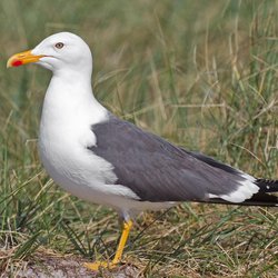 Lesser Black-backed Gull