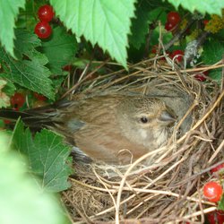 Linnet